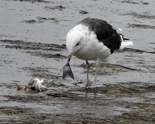 great black-backed gull